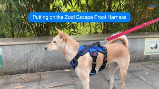 How to put on Zoof Escape Proof Harness [upl. by Mchenry]