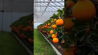 orange in the greenhouse farming orange [upl. by Yecad287]