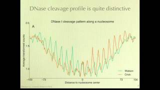 Mapping Nucleosome Positions Using DNase [upl. by Eek]