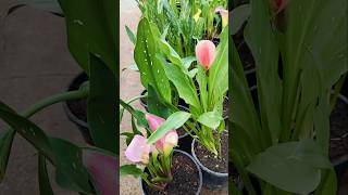 Calla Lily flower plant your terrace garden homegardens plants homedecor 2024 [upl. by Enitnemelc949]