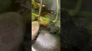 Tongfeeding my fire bellied toads [upl. by Acirema690]