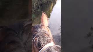 Rencontre avec des vaches et passage dans leau Les anciennes peurs de Tao cheval chevalpassion [upl. by Mather]