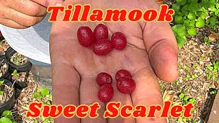 Tillamook amp Sweet Scarlet Goumi Berry — the PERFECT fruiting plant [upl. by Sakhuja]