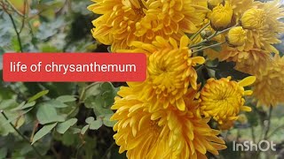 Life Of Chrysanthemum [upl. by Yadseut]