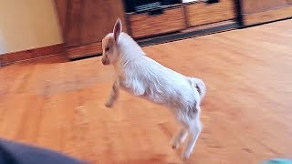 Baby Miniature Goat Chasing Me [upl. by Nagey]