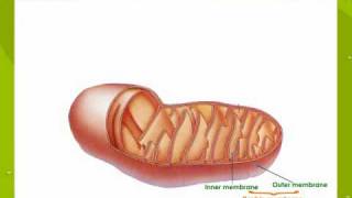 Mitochondria The Site Of Respiration [upl. by Emie]