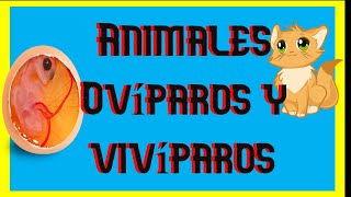 👉 3º Elemental 💥 Así NACEN los ANIMALES  vivíparos ✔ ovíparos [upl. by Retsel]