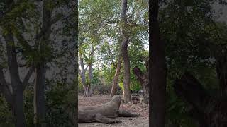 Komodo Try to catch Timor Deer reptiles [upl. by Yesrej]