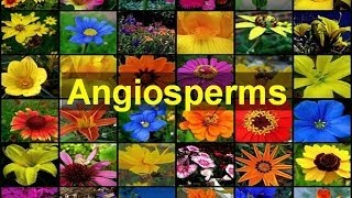 Angiosperms Flowering Plants [upl. by Assilla]