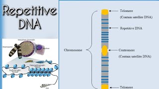 Repetitive DNA [upl. by Kcirdek468]