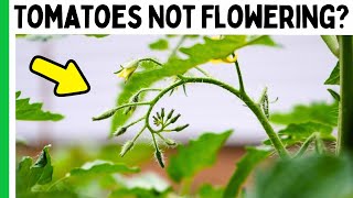 3 Reasons Your Tomatoes Arent Flowering or Fruiting [upl. by China]