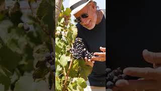 Visiting the vineyards in France shorts vineyards cruiselovers cruiseship adventure [upl. by Lesirg675]