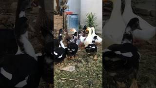 🦆 beautiful colourful ducks 🌈 youtubeshorts viralvideo shortvideo foryou talhakadihat birds [upl. by Alcine]