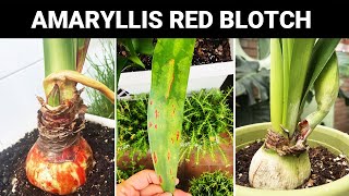 What to Do with Amaryllis Red Blotch  Amaryllis Hippeastrum Disease and Care [upl. by Tresa457]