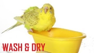 How to Wash amp Dry budgies foodwater container BUDGIE WHISPERER [upl. by Laram]