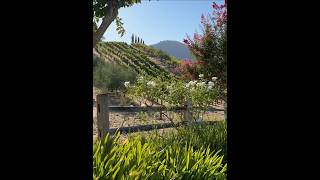 Sunset at Benziger Family Winery in Glen Ellen Sonoma Valley [upl. by Andrel]