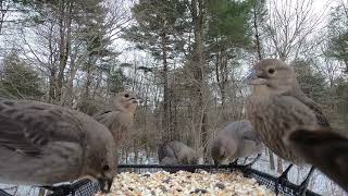 Brownheaded Cowbirds [upl. by Alinna]