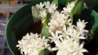 ラケナリア・エンシフォリアが咲きました！ブーケのようなかわいらしい花です。Lachenalia ensifolia Blooming in my nursery [upl. by Felecia164]