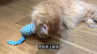 为什么不喜欢猫的人反而更吸引猫？原来妳是这样的小猫咪！ [upl. by Ttennej713]