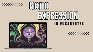 25Gene expression of eukaryotesrole of transcription factors شرح بالعربي [upl. by Towroy]