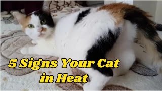 5 Signs Your Cat in Heat [upl. by Debarath]