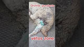 Orchite purulente ovine veterinaire animaux pathologie testeculesovinesvétoszone ruminant [upl. by Glad]