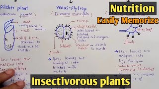 Insectivorous Plants  Pitcher Plants  Venus Fly Trap Plants  Sundew Plants  Class 11 [upl. by Brost982]