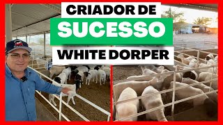 UM DOS MAIORES CRIADORES DA RAÇA WHITE DORPER DA REGIÃO  CONFINAMENTO DE OVINOS [upl. by Anneirb]