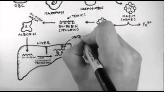 Bilirubin 1  Bilirubin Pathway [upl. by Ventre]