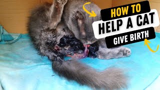 How to Help a Cat Give Birth [upl. by Ulita324]