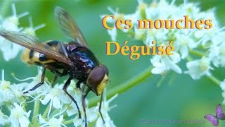 Syrphe ces mouches déguisé en abeille guêpe ou bourdon étonnant [upl. by Annahtur]