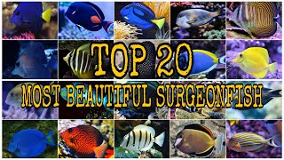 TOP 20 MOST BEAUTIFUL SURGEONFISH [upl. by Mintun422]