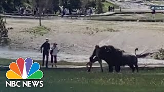 Bison Gores Yellowstone National Park Visitor [upl. by Htebzile664]