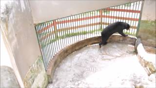 Sun bears still living in misery at Miri Crocodile Farm Sarawak Malaysia [upl. by Adyeren]