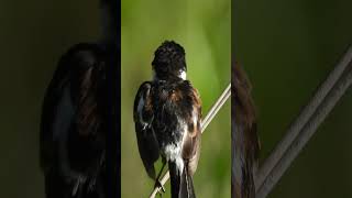 痒みが止まらないノビタキ幼鳥♂A young stonechat male with a persistent itch355野鳥shorts [upl. by Floria]