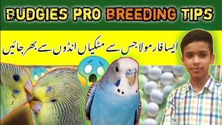 Budgies Breeding Formula in Winter🦜  Bajri parrot breeding fomula  mujeeb birds breeding [upl. by Jaunita]