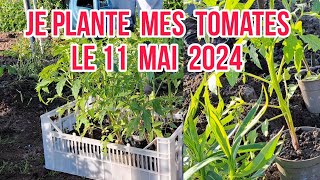 JE PLANTE LES TOMATES AU POTAGER LE 11 MAI 2024 [upl. by Jepum]