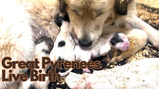 Ep28  Great Pyrenees Birth  Livestock Guardian Dog Birth  5 Puppies born [upl. by Ramej]