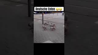 Die Besten Enten Deutschlands 😂 viralvideo viralshorts funny [upl. by Eimrots]