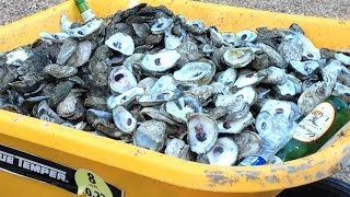 Enjoying oysters  how to cook open and eat them A Tasty Thursday video [upl. by Chris]