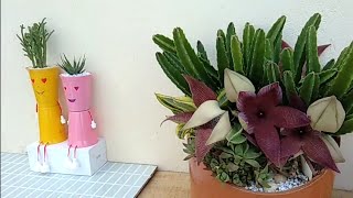 Stapelia super CHARMOSA olha só ❤️ [upl. by Aicilak]