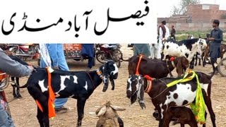 Faisalabad Bakra Mandi  New Update  FM Animals 0300669828427•3•2024 [upl. by Decima266]