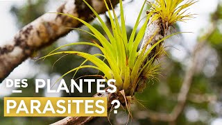 Le plantes épiphytes  détonnantes stratégies de survie [upl. by Germaine]