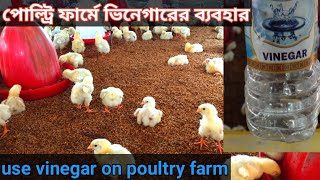 পোল্ট্রি ফার্মে ভিনেগারের ব্যবহার।।use vinegar on poultry farm ll polti murgi farm [upl. by Bolanger]