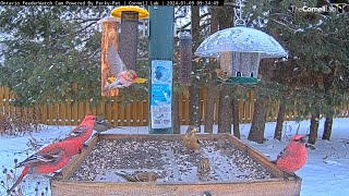 Four Winter Finch Species Forage Together At Ontario Feeders – Jan 9 2024 [upl. by Nnylasor]