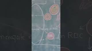 Plasmodium vivax life cycle in ManDiagram [upl. by Acemat]