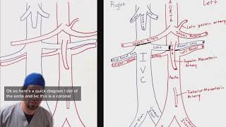 Aorta and IVC breakdown for ultrasound [upl. by Enelym643]