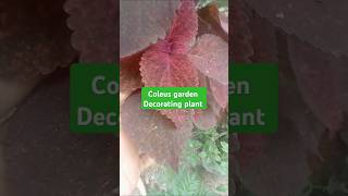 Coleus Plant Care  Beautiful Colourful Plant  Coleus Ka Paudha  coleusplant coleusplants plant [upl. by Jollanta]