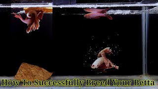 Betta Fish Breeding Step By Step  How To Breed Betta Fish [upl. by Stalk]