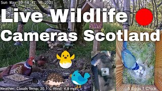 Past Live Stream December 15th 2021  Bird Feeders Wildlife Cameras Scotland UK from SWG [upl. by Tebzil874]